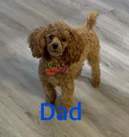 Gold female, a female Pomapoo for sale in Thomson, GA – 5 of 6