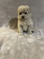 Gold female, a female Pomapoo for sale in Thomson, GA – 4 of 6