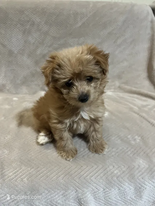 Brown female  – Pomapoo puppy for sale in Thomson, GA