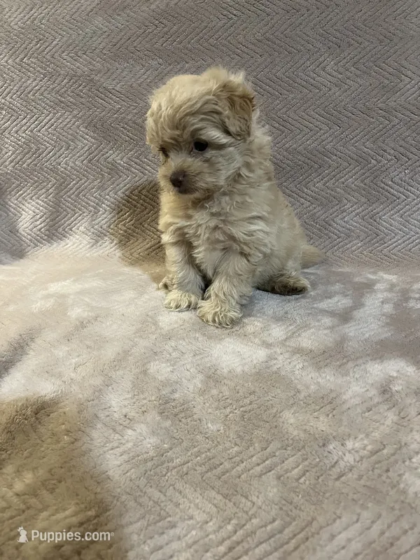 Gold female – Pomapoo puppy for sale in Thomson, GA