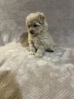 Gold female, a female Pomapoo for sale in Thomson, GA – 1 of 6