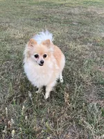 Brown female , a female Pomapoo for sale in Thomson, GA – 5 of 5
