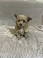 Brown female , a female Pomapoo for sale in Thomson, GA – 2 of 5