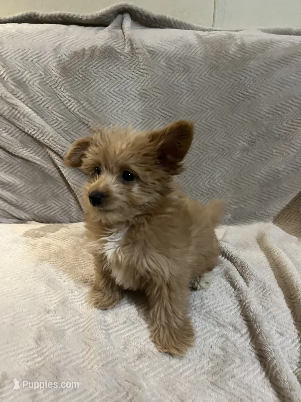 Brown female  – Pomapoo puppy for sale in Thomson, GA