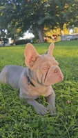 Lola, a female French Bulldog for sale in Lancaster, CA – 2 of 3