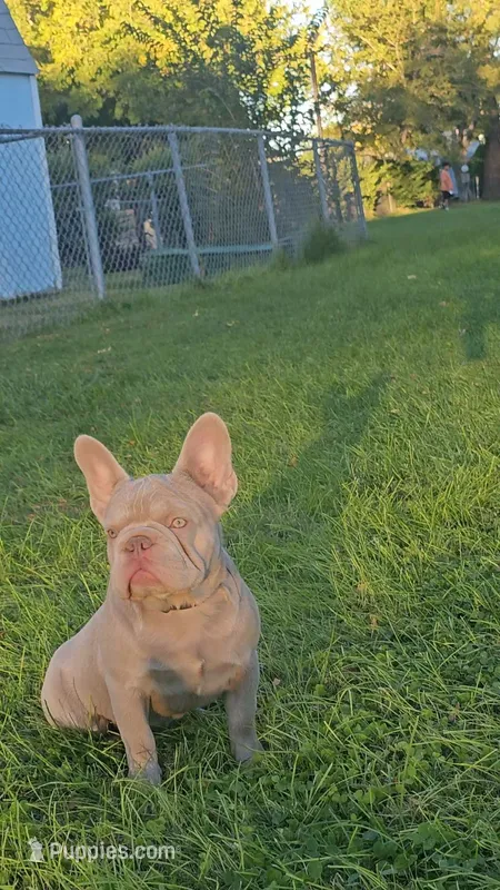 Lola – French Bulldog puppy for sale in Lancaster, CA