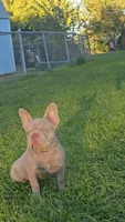 Lola, a female French Bulldog for sale in Lancaster, CA – 1 of 3
