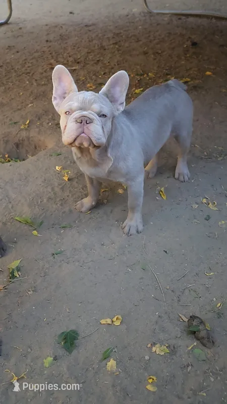 Lola, a female French Bulldog for sale in Lancaster, CA – 1 of 1