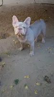 Lola, a female French Bulldog for sale in Lancaster, CA – 1 of 1
