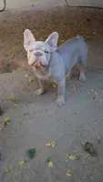 Lola, a female French Bulldog for sale in Lancaster, CA – 3 of 3