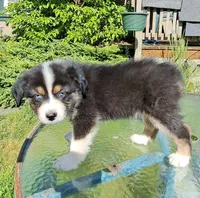 Elvis, a male Australian Shepherd for sale in Chehalis, WA – 5 of 8