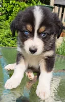 Elvis, a male Australian Shepherd for sale in Chehalis, WA – 7 of 8