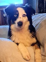 Pearl, a female Australian Shepherd for sale in Chehalis, WA – 6 of 7