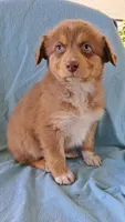 Big Red, a male Australian Shepherd for sale in Chehalis, WA – 6 of 6