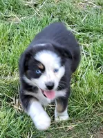 Pearl, a female Australian Shepherd for sale in Chehalis, WA – 1 of 7