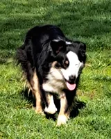 Pearl, a female Australian Shepherd for sale in Chehalis, WA – 5 of 7