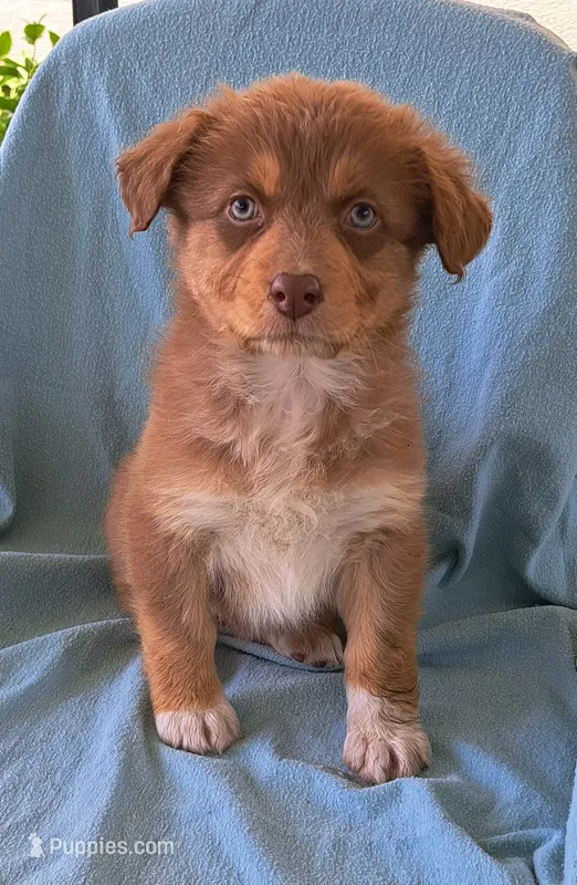 Big Red – Australian Shepherd puppy for sale in Chehalis, WA