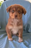 Big Red, a male Australian Shepherd for sale in Chehalis, WA – 1 of 6