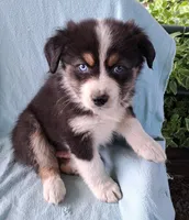 Elvis, a male Australian Shepherd for sale in Chehalis, WA – 3 of 8