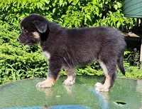 White Sox, a male Australian Shepherd for sale in Chehalis, WA – 3 of 6