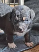 Brewski, a male Australian Shepherd for sale in Chehalis, WA – 5 of 7