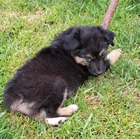 Brewski, a male Australian Shepherd for sale in Chehalis, WA – 4 of 7