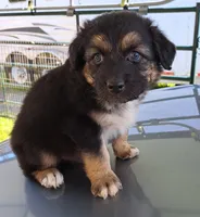 Brewski, a male Australian Shepherd for sale in Chehalis, WA – 3 of 7