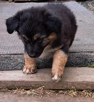 Brewski, a male Australian Shepherd for sale in Chehalis, WA – 7 of 7