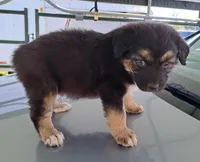 Brewski, a male Australian Shepherd for sale in Chehalis, WA – 6 of 7