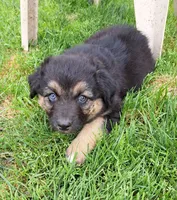 Brewski, a male Australian Shepherd for sale in Chehalis, WA – 1 of 7