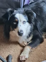 Pearl, a female Australian Shepherd for sale in Chehalis, WA – 7 of 7