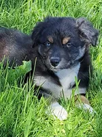 White Sox, a male Australian Shepherd for sale in Chehalis, WA – 4 of 6