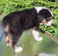 Elvis, a male Australian Shepherd for sale in Chehalis, WA – 6 of 8