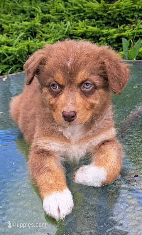 Amber – Australian Shepherd puppy for sale in Chehalis, WA