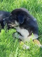 White Sox, a male Australian Shepherd for sale in Chehalis, WA – 6 of 6