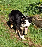 Pearl, a female Australian Shepherd for sale in Chehalis, WA – 2 of 7