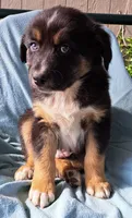 Snoop Dog, a male Australian Shepherd for sale in Chehalis, WA – 5 of 6