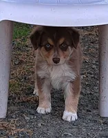 Big Red, a male Australian Shepherd for sale in Chehalis, WA – 4 of 6