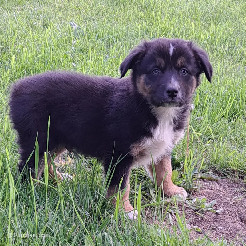 Snoop Dog – Australian Shepherd puppy for sale in Chehalis, WA