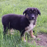 Snoop Dog, a male Australian Shepherd for sale in Chehalis, WA – 1 of 6
