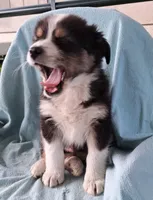 Elvis, a male Australian Shepherd for sale in Chehalis, WA – 4 of 8