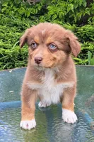 Amber, a female Australian Shepherd for sale in Chehalis, WA – 2 of 7