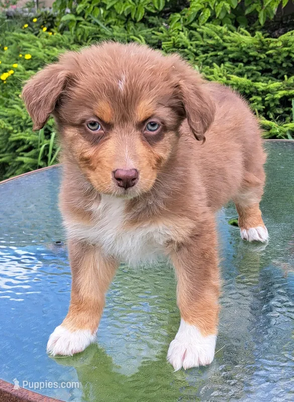 Amber – Australian Shepherd puppy for sale in Chehalis, WA