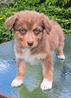 Amber, a female Australian Shepherd for sale in Chehalis, WA – 1 of 7