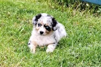 Blossom, a female Australian Shepherd for sale in Chehalis, WA – 4 of 4