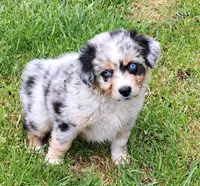 Blossom, a female Australian Shepherd for sale in Chehalis, WA – 2 of 4