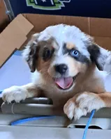 Blossom, a female Australian Shepherd for sale in Chehalis, WA – 3 of 4