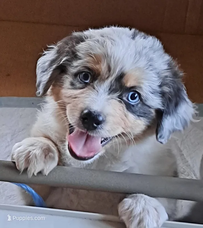 Blossom – Australian Shepherd puppy on hold in Chehalis, WA