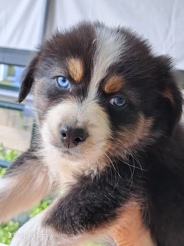 Elvis – Australian Shepherd puppy for sale in Chehalis, WA