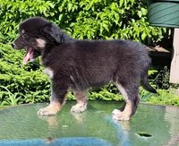 White Sox, a male Australian Shepherd for sale in Chehalis, WA – 2 of 6
